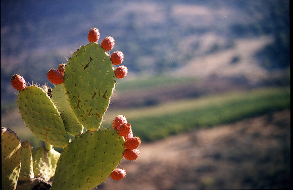 Cactus