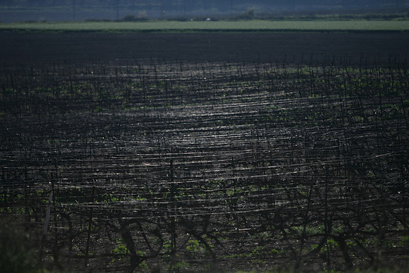 The Vineyard