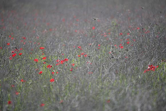 Red&Grey Field75x50
